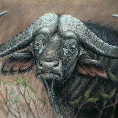 buffalo (pastel) 500 x 700mm